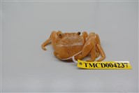 藏品(白紋方蟹)的圖片